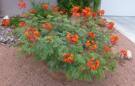 desert-flowering-shrub-landscape.jpg Desert landscaping with flowering shrubs on gravel bed.