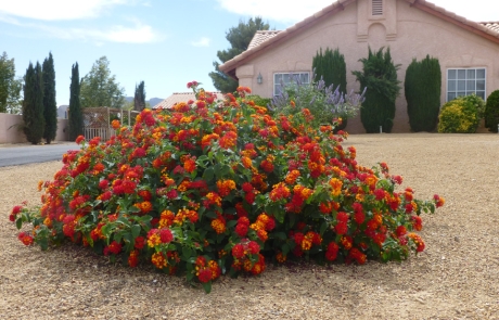 flower-bed-with-red-orange-desert-blooms.jpg Flower bed with colorful red and orange desert flowers on gravel ground cover.