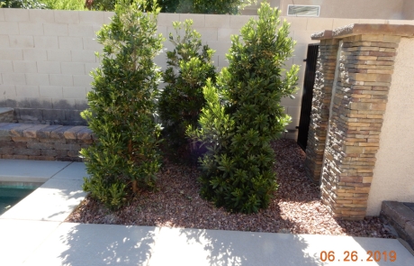 poolside-landscape-stone-wall-and-plants.jpg Poolside landscaping with stone wall, decorative plants, and rock mulch.