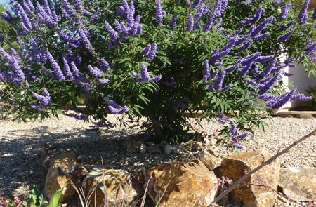 purple-flowering-tree-in-desert-landscape.jpg Purple flowering tree in desert landscape with rock and gravel.